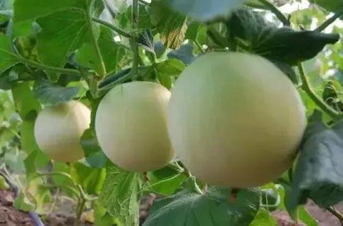 甜瓜人最新版本爆料,全新技能与剧情等你探索  第1张